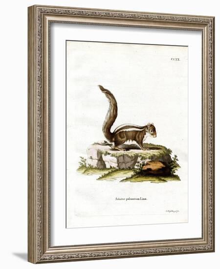 Indian Palm Squirrel-null-Framed Giclee Print