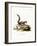 Indian Palm Squirrel-null-Framed Giclee Print