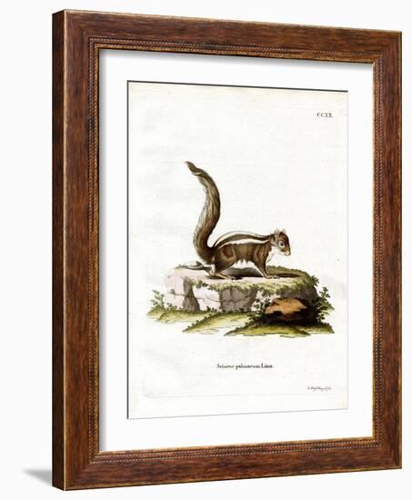 Indian Palm Squirrel-null-Framed Giclee Print