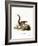 Indian Palm Squirrel-null-Framed Giclee Print