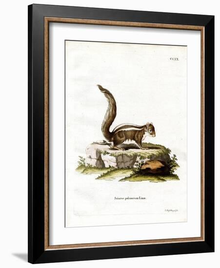 Indian Palm Squirrel-null-Framed Giclee Print