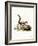 Indian Palm Squirrel-null-Framed Giclee Print