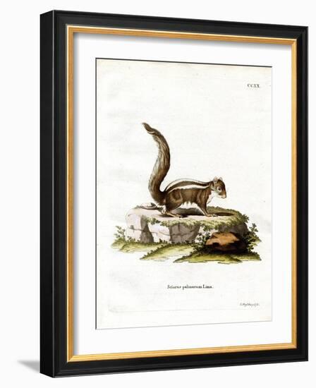 Indian Palm Squirrel--Framed Giclee Print