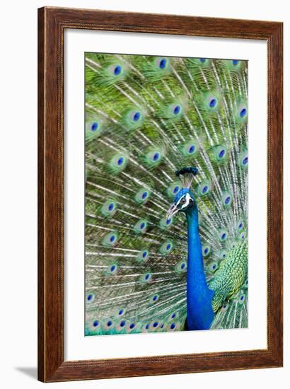Indian Peacock (Pavo Cristatus)-Michael DeFreitas-Framed Photographic Print