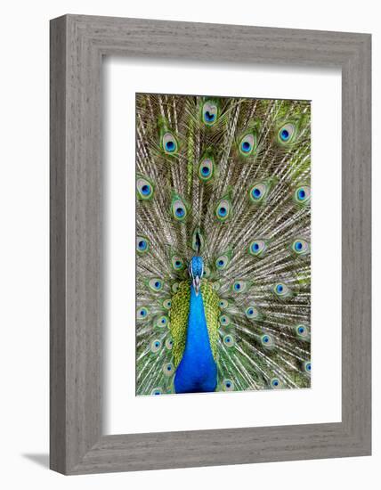 Indian Peacock Waimea Valley Audubon Park, North Shore, Oahu, Hawaii-Michael DeFreitas-Framed Photographic Print