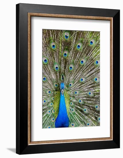 Indian Peacock Waimea Valley Audubon Park, North Shore, Oahu, Hawaii-Michael DeFreitas-Framed Photographic Print