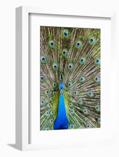Indian Peacock Waimea Valley Audubon Park, North Shore, Oahu, Hawaii-Michael DeFreitas-Framed Photographic Print
