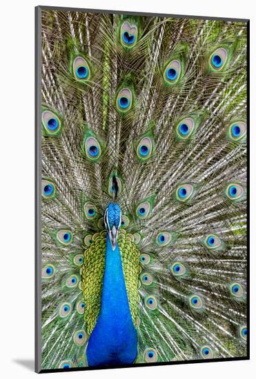 Indian Peacock Waimea Valley Audubon Park, North Shore, Oahu, Hawaii-Michael DeFreitas-Mounted Photographic Print