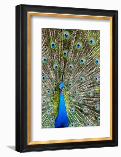 Indian Peacock Waimea Valley Audubon Park, North Shore, Oahu, Hawaii-Michael DeFreitas-Framed Photographic Print