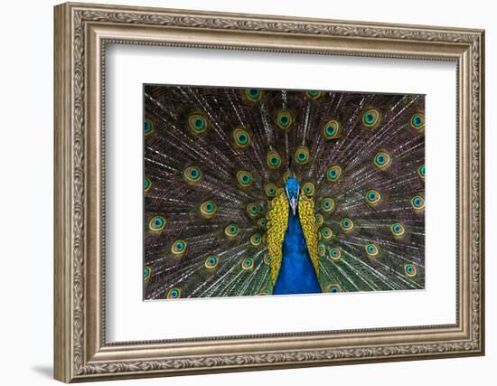 Indian Peacock-Andrew Michael-Framed Photographic Print