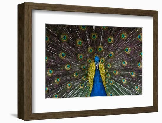 Indian Peacock-Andrew Michael-Framed Photographic Print