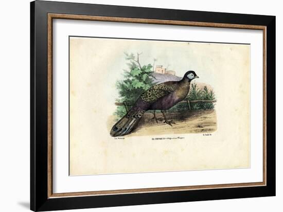 Indian Peafowl, 1863-79-Raimundo Petraroja-Framed Giclee Print