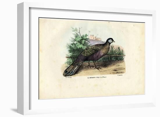 Indian Peafowl, 1863-79-Raimundo Petraroja-Framed Giclee Print