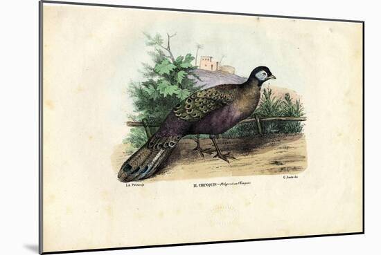 Indian Peafowl, 1863-79-Raimundo Petraroja-Mounted Giclee Print