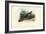 Indian Peafowl, 1863-79-Raimundo Petraroja-Framed Giclee Print