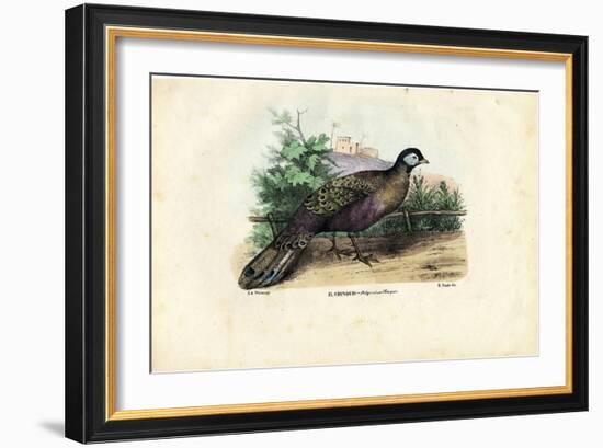 Indian Peafowl, 1863-79-Raimundo Petraroja-Framed Giclee Print