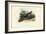 Indian Peafowl, 1863-79-Raimundo Petraroja-Framed Giclee Print