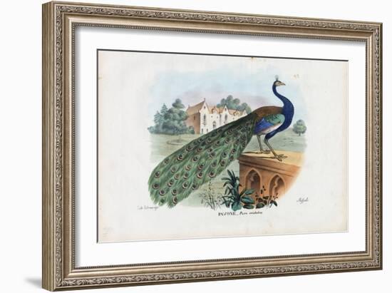 Indian Peafowl, 1863-79-Raimundo Petraroja-Framed Giclee Print