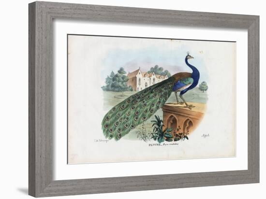 Indian Peafowl, 1863-79-Raimundo Petraroja-Framed Giclee Print