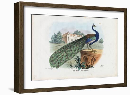 Indian Peafowl, 1863-79-Raimundo Petraroja-Framed Giclee Print