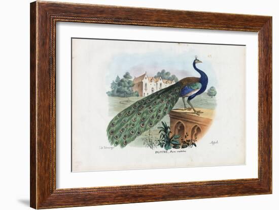 Indian Peafowl, 1863-79-Raimundo Petraroja-Framed Giclee Print