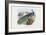 Indian Peafowl, 1863-79-Raimundo Petraroja-Framed Giclee Print