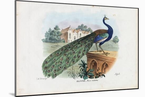 Indian Peafowl, 1863-79-Raimundo Petraroja-Mounted Giclee Print