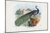 Indian Peafowl, 1863-79-Raimundo Petraroja-Mounted Giclee Print