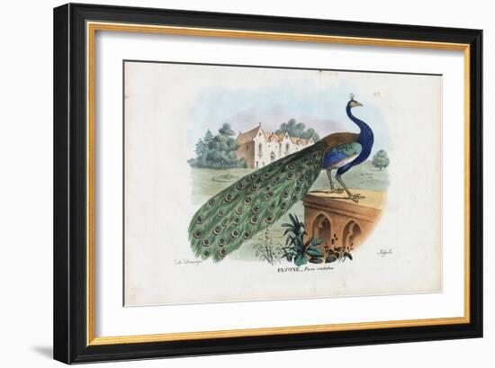 Indian Peafowl, 1863-79-Raimundo Petraroja-Framed Giclee Print