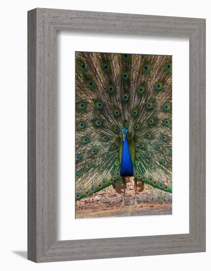 Indian Peafowl (Pavo cristatus) displaying, Bandhavgarh National Park, Madhya Pradesh, India, Asia-Sergio Pitamitz-Framed Photographic Print