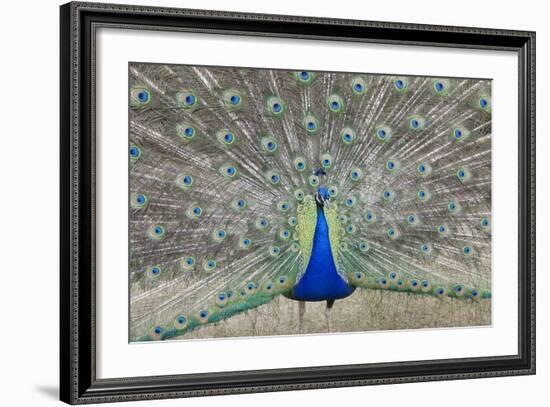 Indian Peafowl, Pavo Cristatus-null-Framed Photo