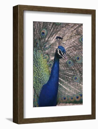 Indian Peafowl-DLILLC-Framed Photographic Print