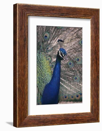 Indian Peafowl-DLILLC-Framed Photographic Print