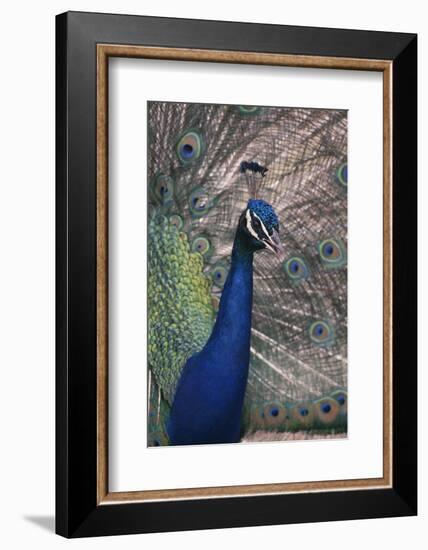 Indian Peafowl-DLILLC-Framed Photographic Print