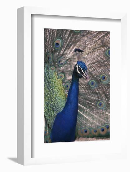 Indian Peafowl-DLILLC-Framed Photographic Print