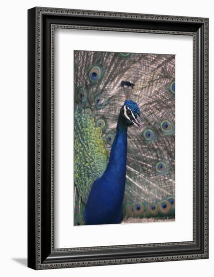 Indian Peafowl-DLILLC-Framed Photographic Print