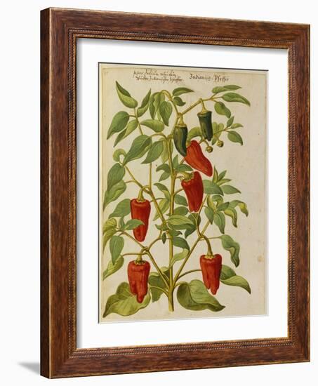 Indian Pepper. from 'Camerarius Florilegium'-Joachim Camerarius-Framed Giclee Print