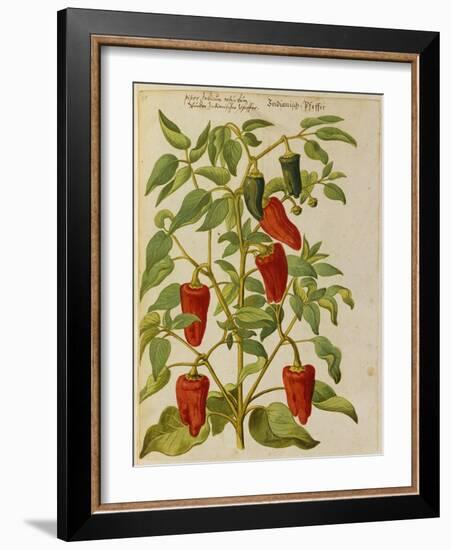 Indian Pepper. from 'Camerarius Florilegium'-Joachim Camerarius-Framed Giclee Print