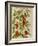 Indian Pepper. from 'Camerarius Florilegium'-Joachim Camerarius-Framed Giclee Print