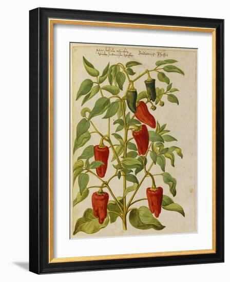 Indian Pepper. from 'Camerarius Florilegium'-Joachim Camerarius-Framed Giclee Print