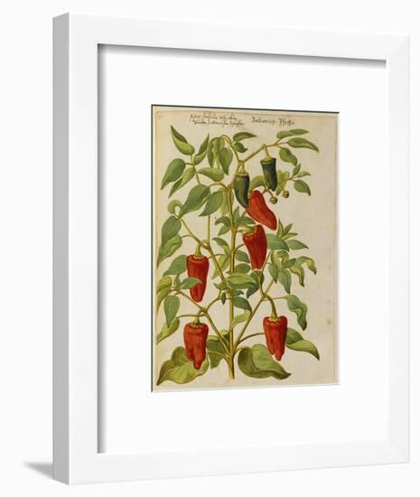 Indian Pepper. from 'Camerarius Florilegium'-Joachim Camerarius-Framed Premium Giclee Print