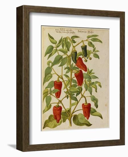 Indian Pepper. from 'Camerarius Florilegium'-Joachim Camerarius-Framed Premium Giclee Print