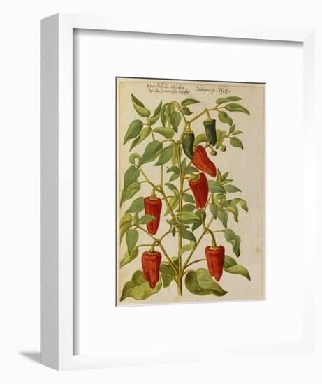 Indian Pepper. from 'Camerarius Florilegium'-Joachim Camerarius-Framed Premium Giclee Print