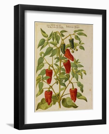 Indian Pepper. from 'Camerarius Florilegium'-Joachim Camerarius-Framed Premium Giclee Print