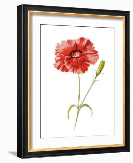 Indian Pink Flower-Jasmine Woods-Framed Art Print