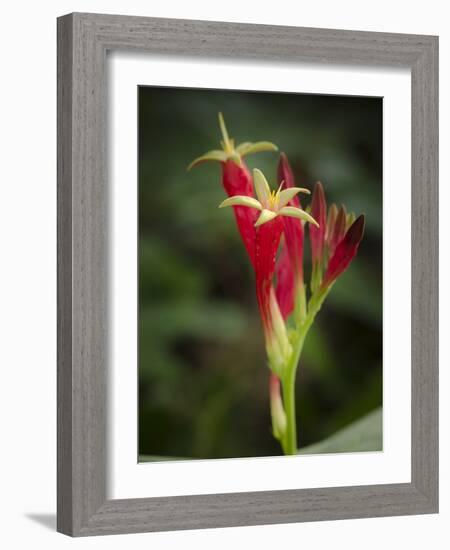 Indian Pink in flower, Spigelia marilandica, Florida wildflower-Maresa Pryor-Framed Photographic Print