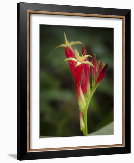 Indian Pink in flower, Spigelia marilandica, Florida wildflower-Maresa Pryor-Framed Photographic Print