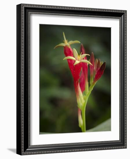 Indian Pink in flower, Spigelia marilandica, Florida wildflower-Maresa Pryor-Framed Photographic Print