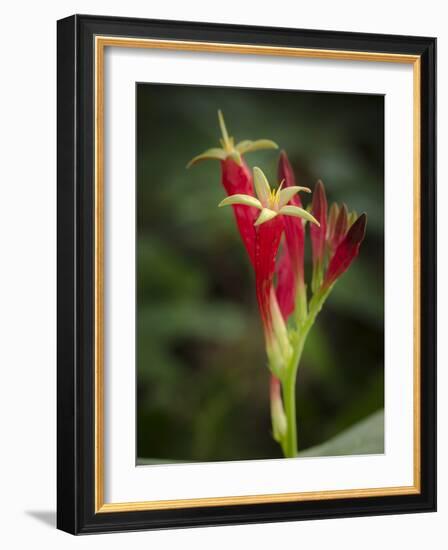 Indian Pink in flower, Spigelia marilandica, Florida wildflower-Maresa Pryor-Framed Photographic Print