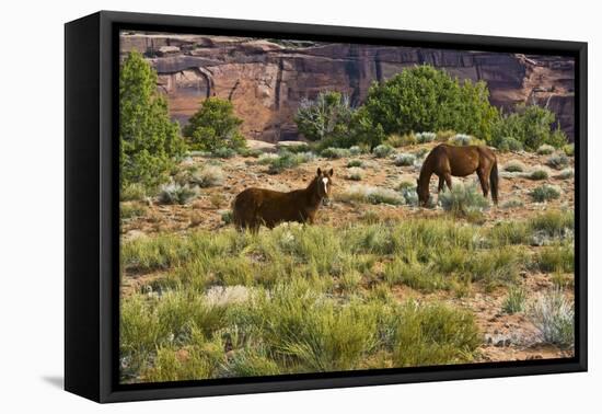 Indian ponies, free range, Canyon de Chelly, National Monument, Chinle, USA-Michel Hersen-Framed Premier Image Canvas